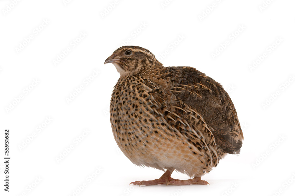 Japanese quail Japanese quail