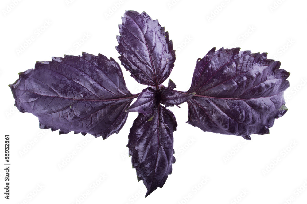 Obraz premium basil in the middle