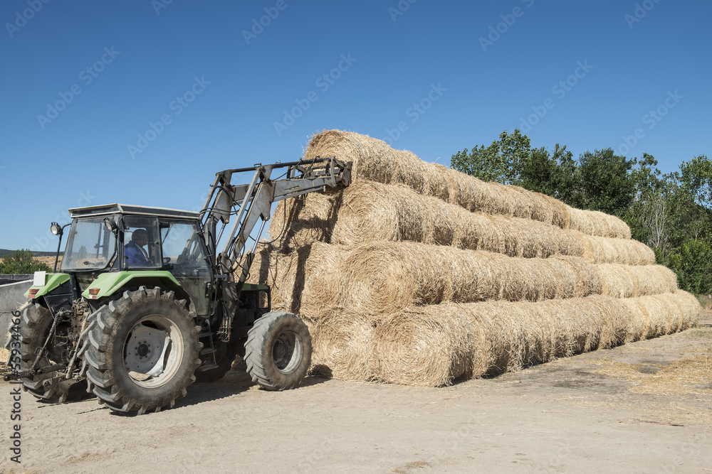 Obraz premium Tractor colocando balas de paja redondas