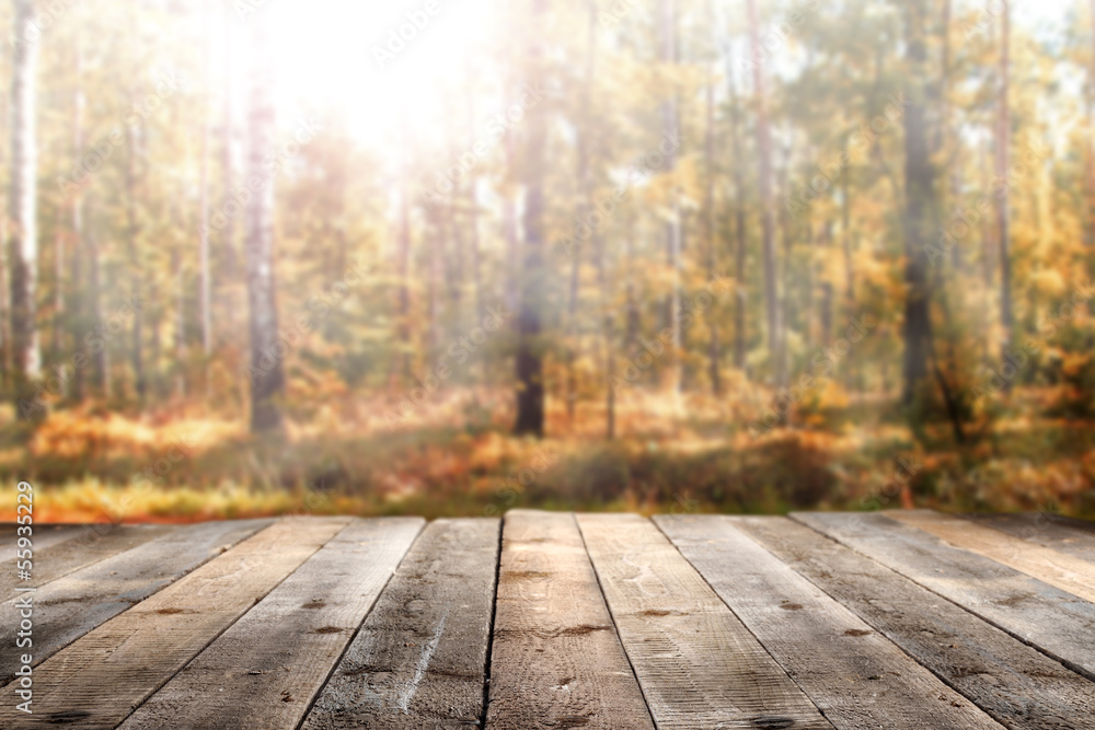 forest forest