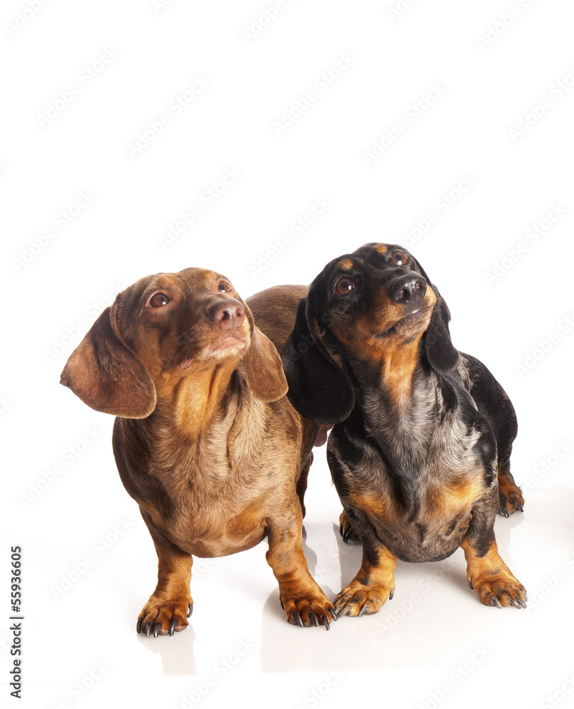 two tiger dachshund on a white background two tiger dachshund on a white background