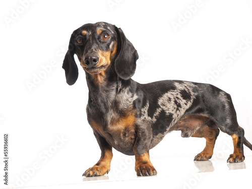 tiger dachshund on a white background © kees59
