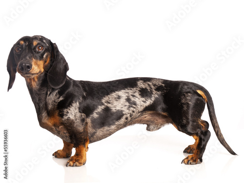 tiger dachshund on a white background