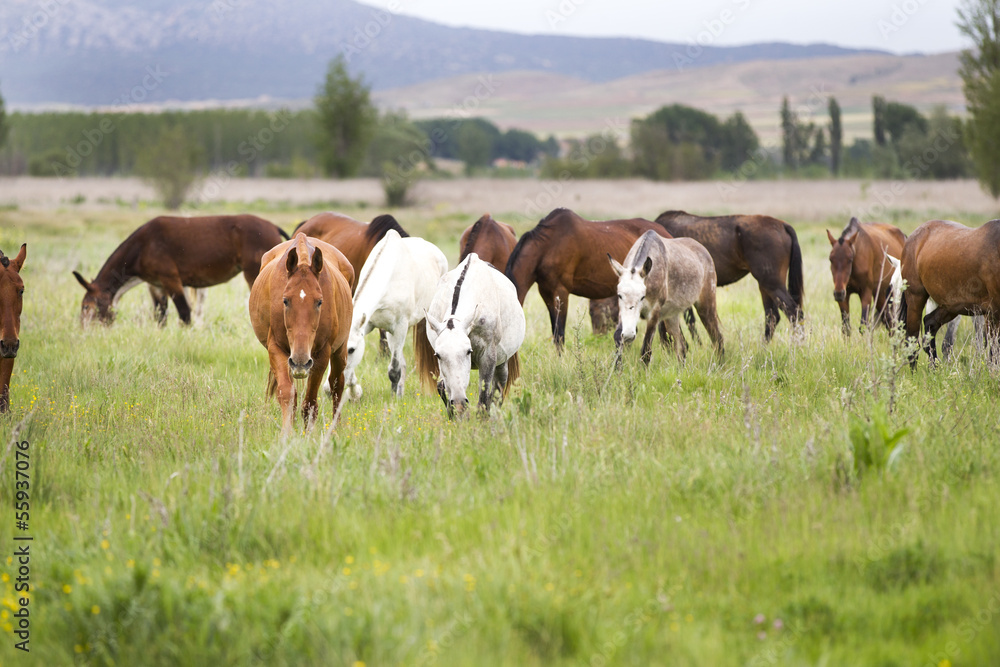 horses grazing in a meadow grass