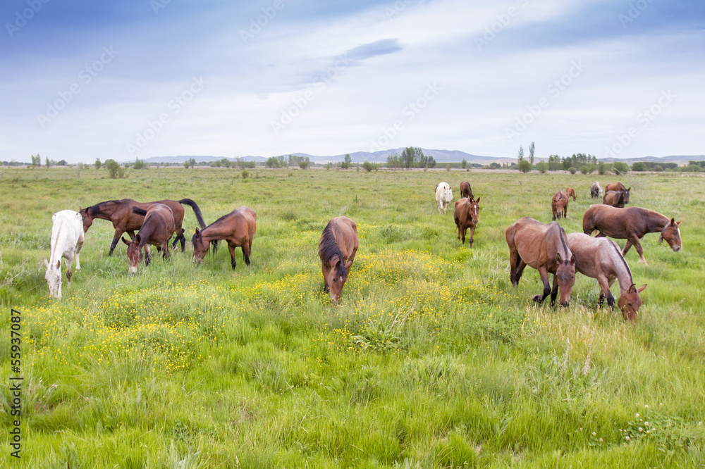 Fototapeta premium horses grazing in a meadow grass