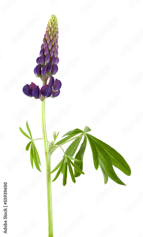 Naklejka premium Lupin isolated on white background, macro photo