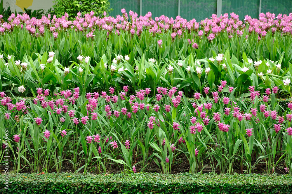 Siam tulip garden in the public park in Thailand.