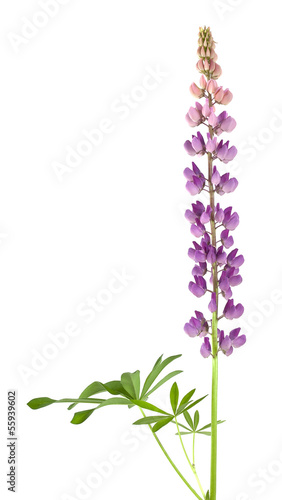 Lupin isolated on white background, macro photo