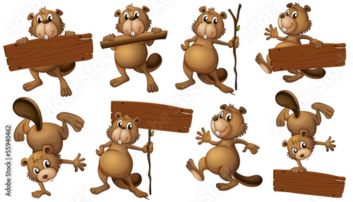 A group of playful beavers with empty signboards