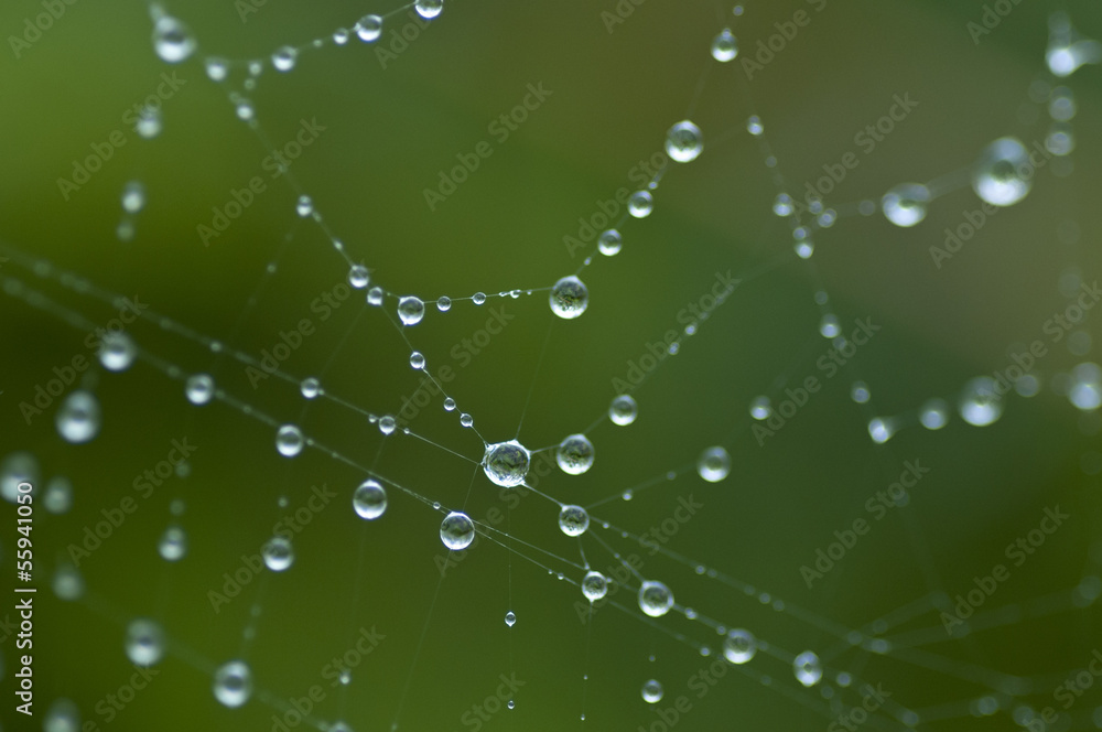 雨粒と蜘蛛の糸