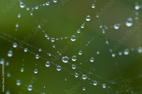 雨粒と蜘蛛の糸