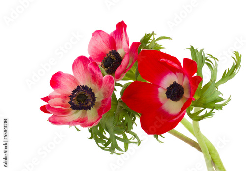 Fototapeta Naklejka Na Ścianę i Meble -  posy of anemone flowers