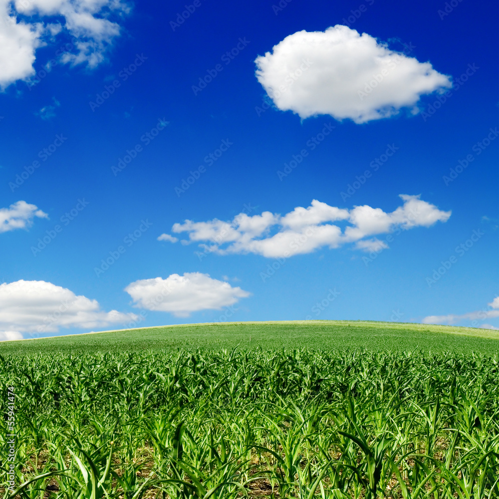 corn field and blue sky corn field and blue sky