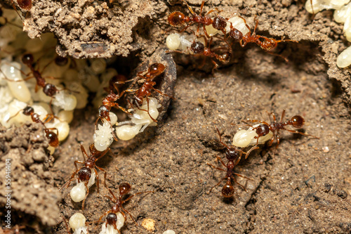 Red ants with white eggs on anthill