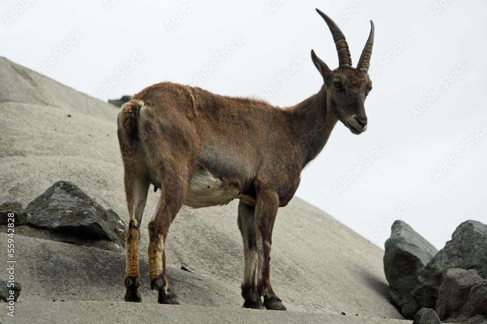 TIERE_1272_Alpensteinbock