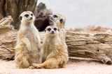 Group of cute meerkat