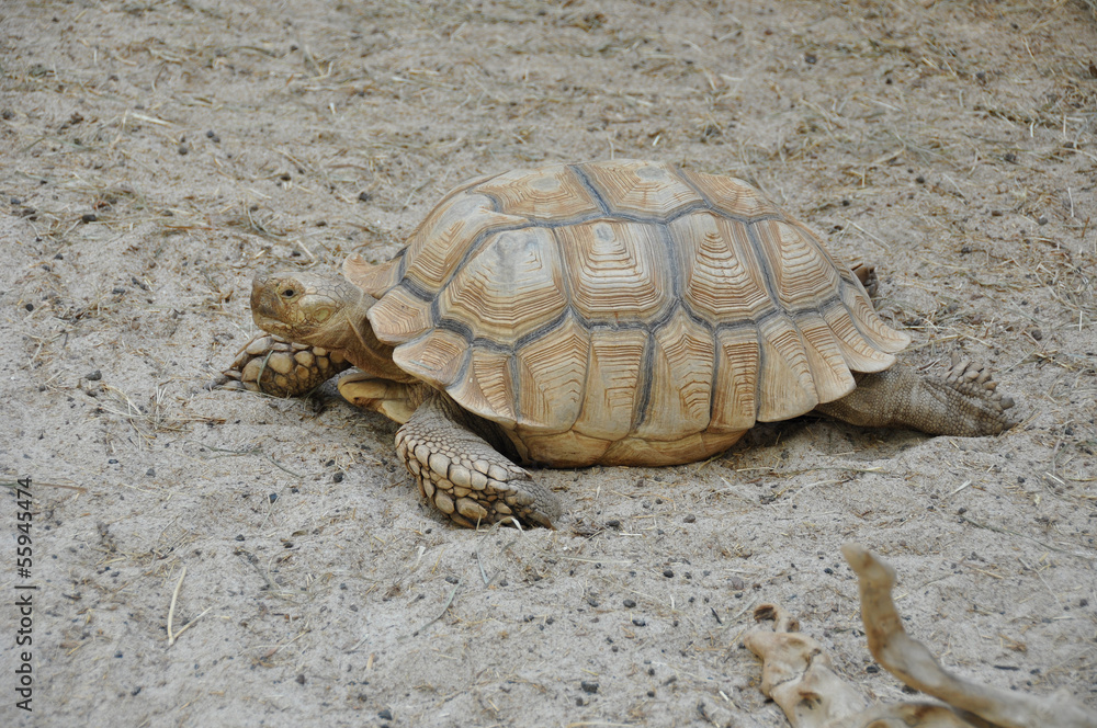 Fototapeta premium Tortue