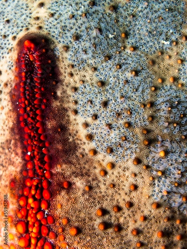 Cushion Seastar - Culcita Novaguineae photo