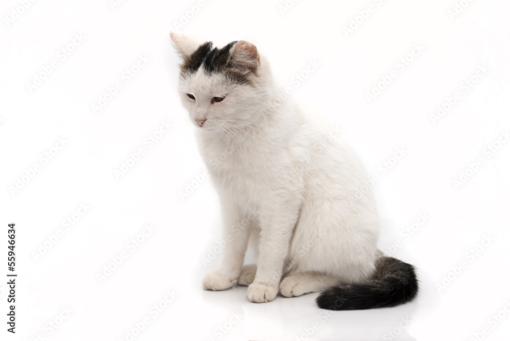 Portrait of a white cat
