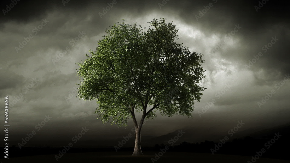 Big tree loosing leaves in autumn