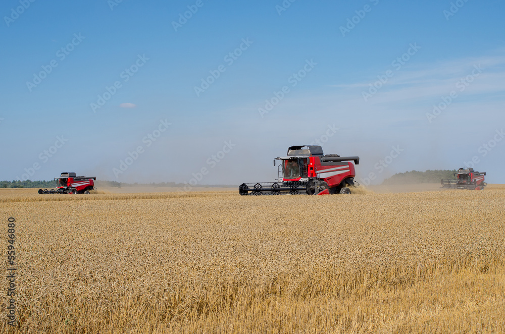 Fototapeta premium Several Combine Harvesters in the Field