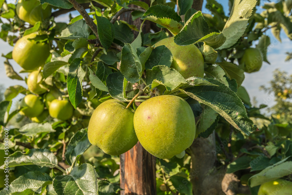 Closeup of apples hanging on the branch of an apple tree