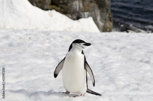 Chinstrap penguin