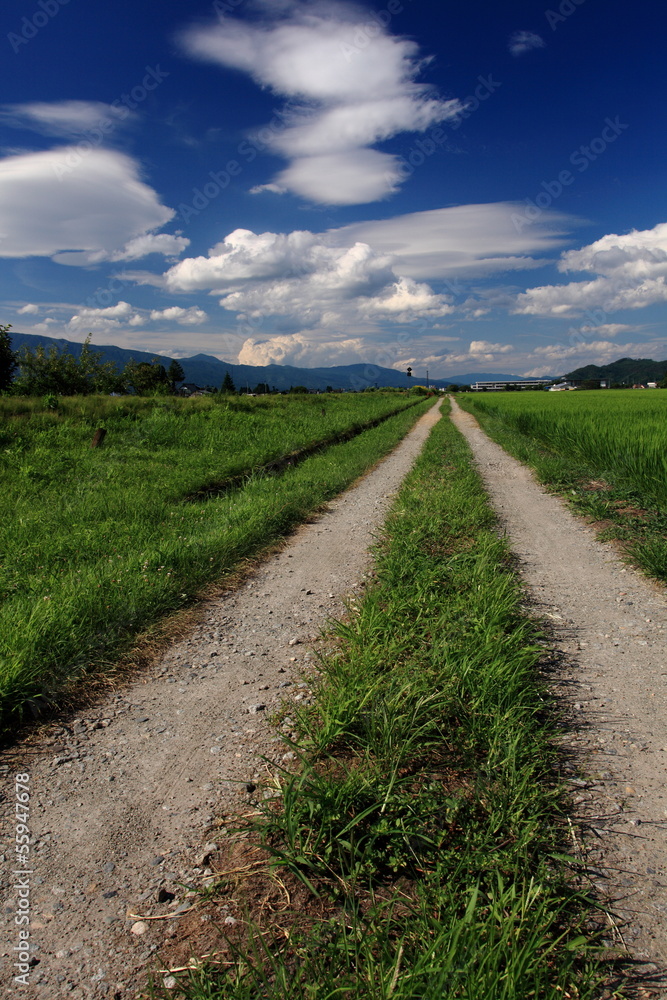 Obraz premium 轍と夏空