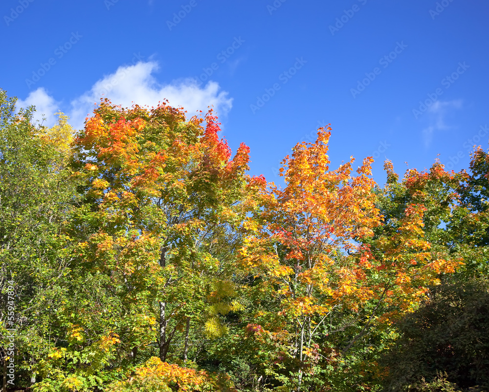 Autumn tree with bright foliage on a blue sky background Autumn tree with bright foliage on a blue sky background