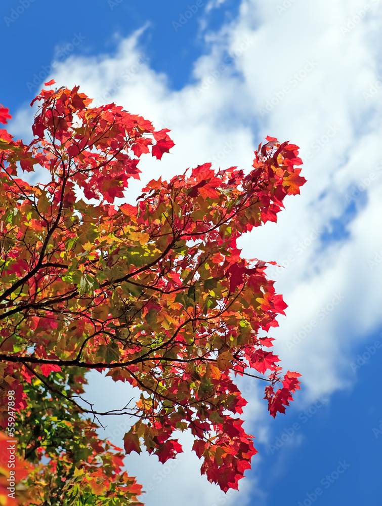 Autumn tree with bright foliage on a blue sky background ..
