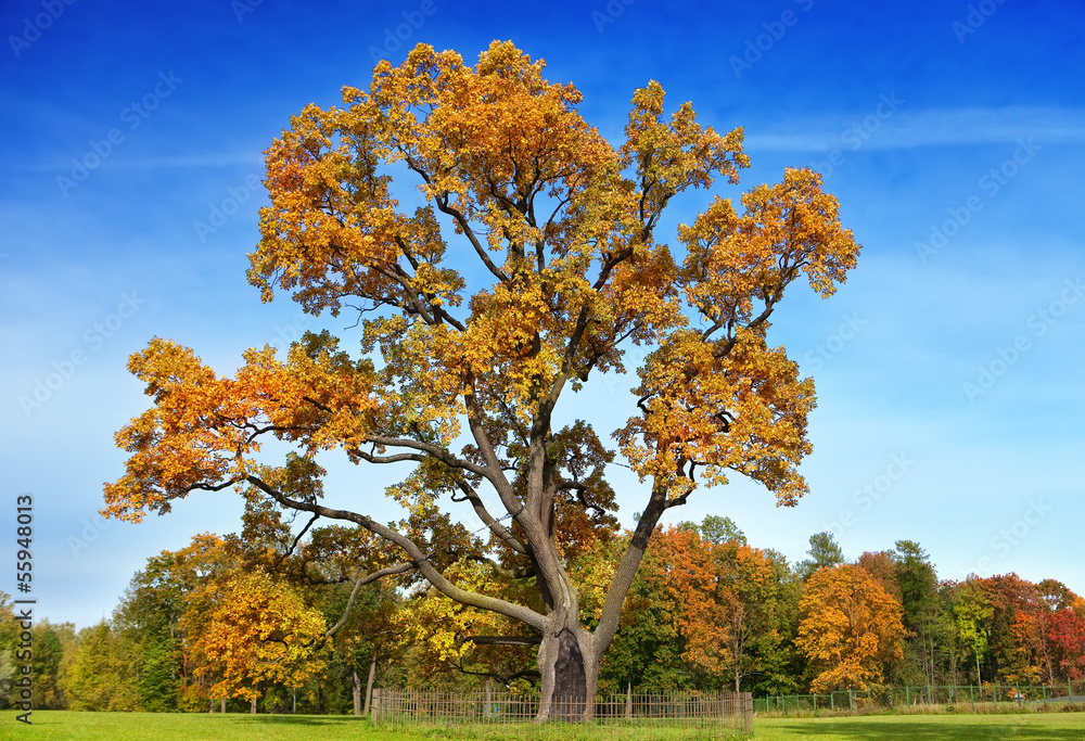 Autumn tree with bright foliage on a blue sky background ..