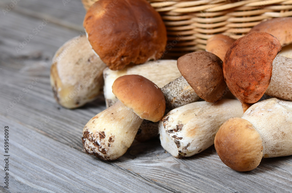 The raw boletus edulis a background The raw boletus edulis a background