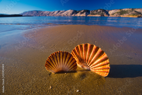 Beautiful landscapes, shells on the beach in Croatia