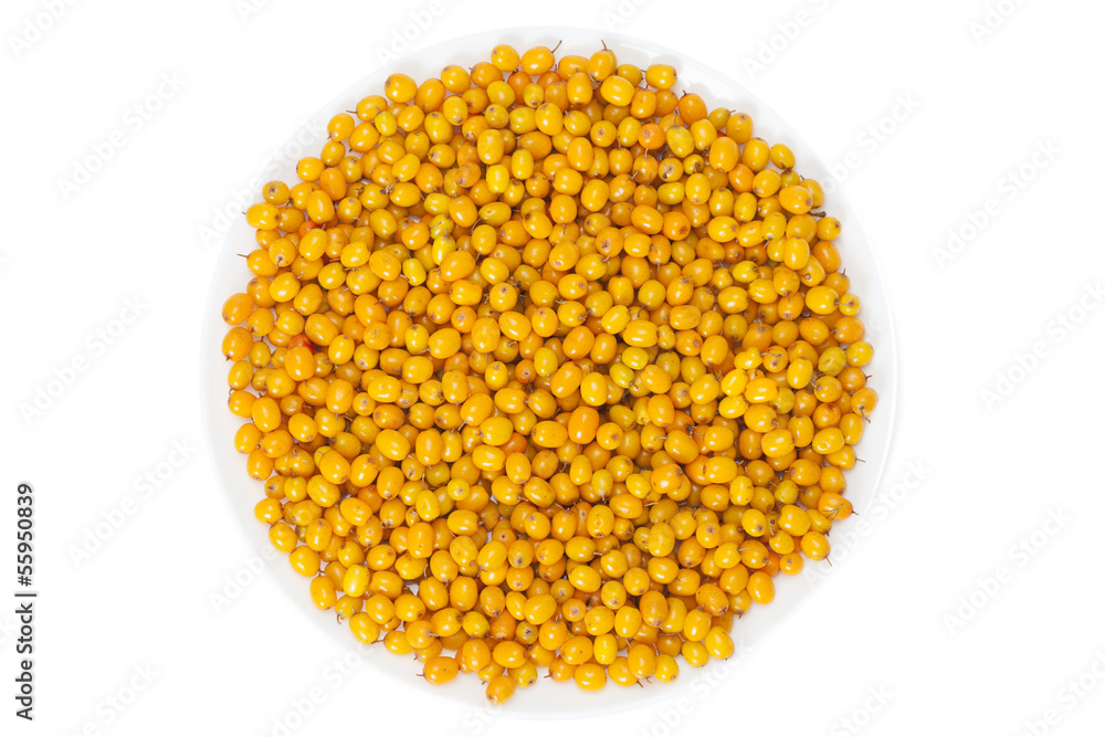 The harvest of seabuckthorn (Hippophae rhamnoides) The harvest of seabuckthorn (Hippophae rhamnoides)