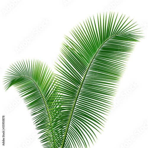 Coconut leaves design background, vector illustration
