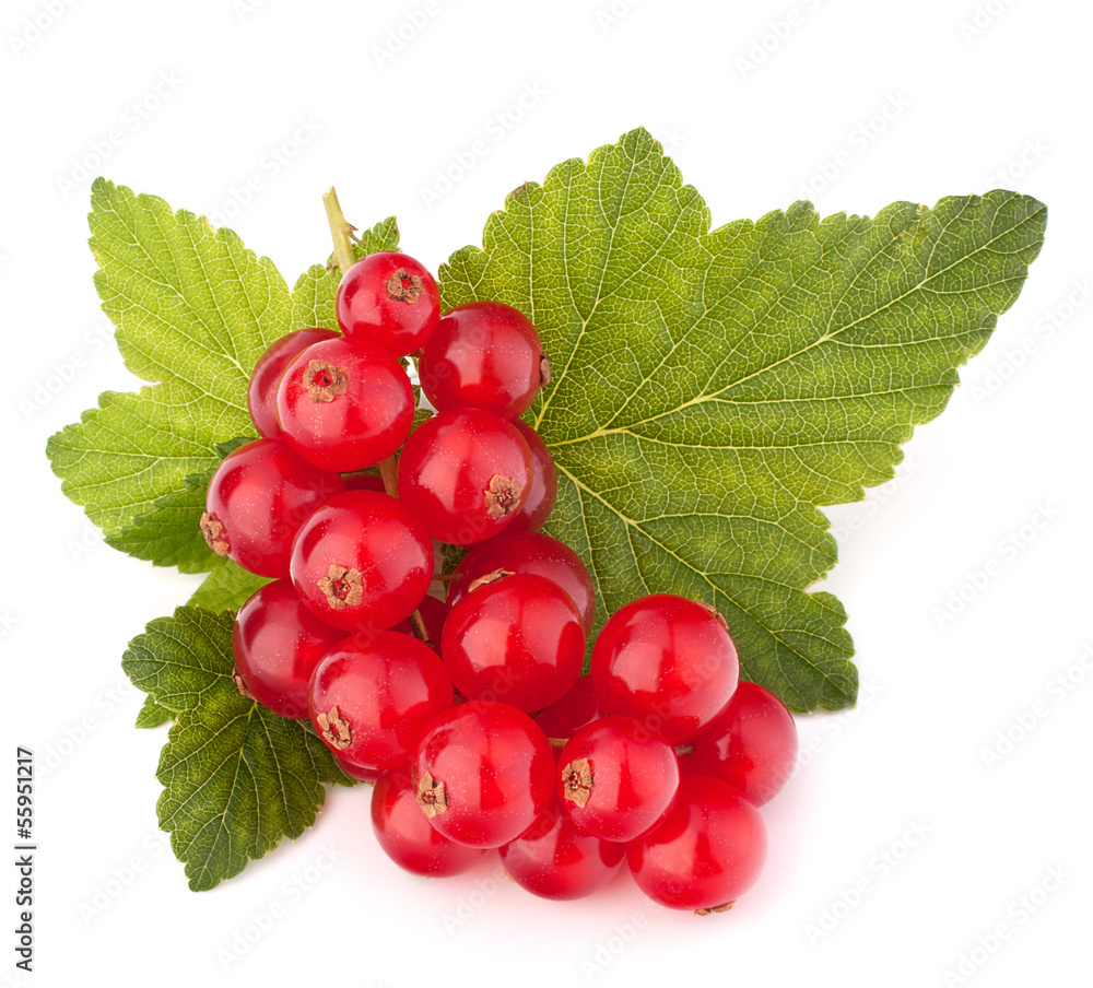 Red currants and green leaves still life Red currants and green leaves still life