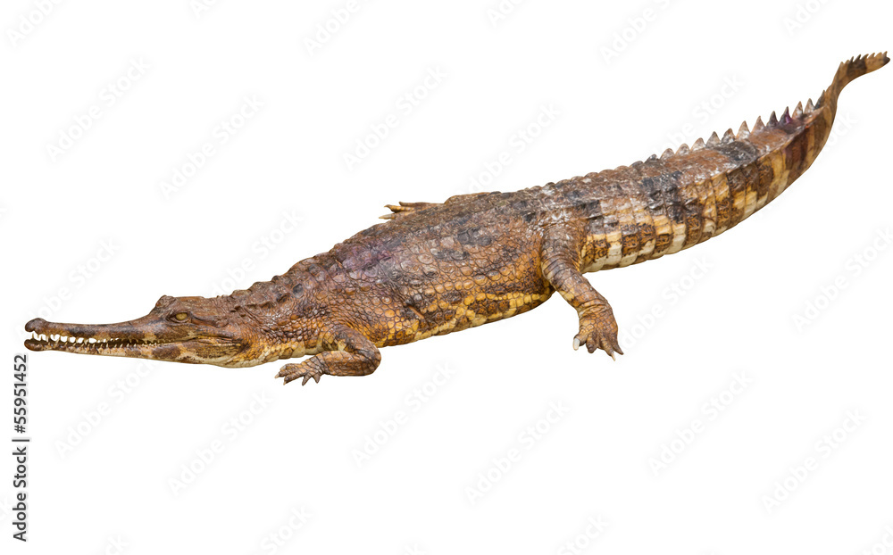 Naklejka premium false gharial (Tomistoma schlegelii)