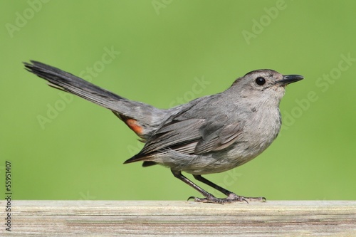 Gray Catbird (Dumetella carolinensis) photo