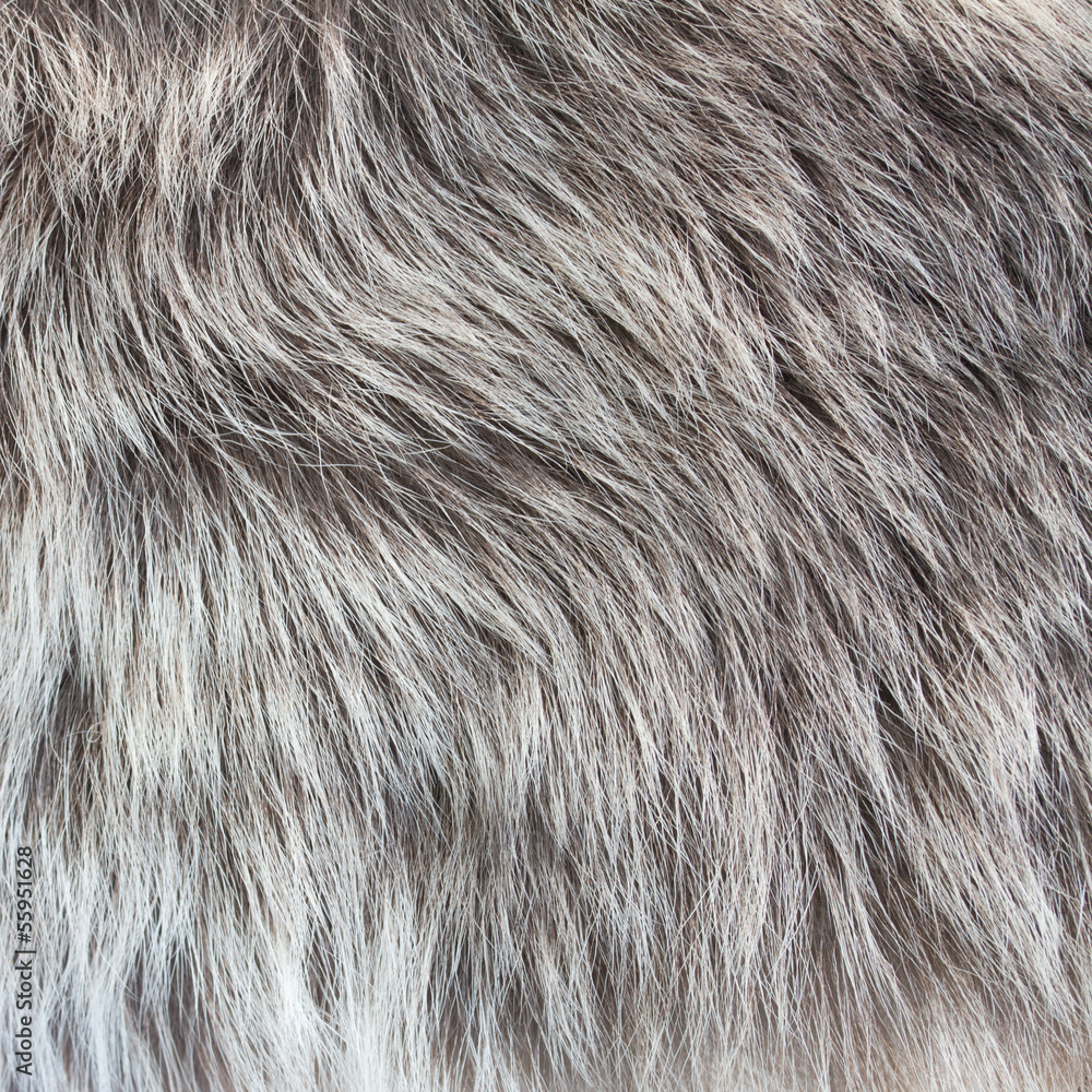 Obraz abstract fur background