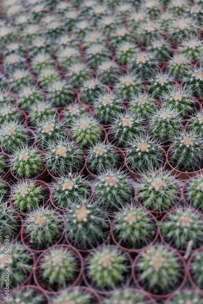 Cactus in nursery Cactus in nursery