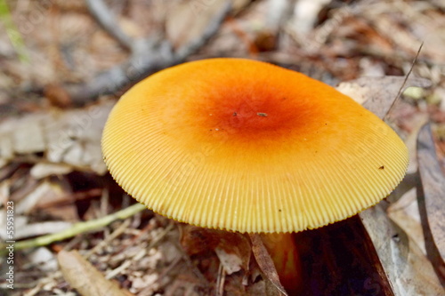 Light rain forest mushrooms