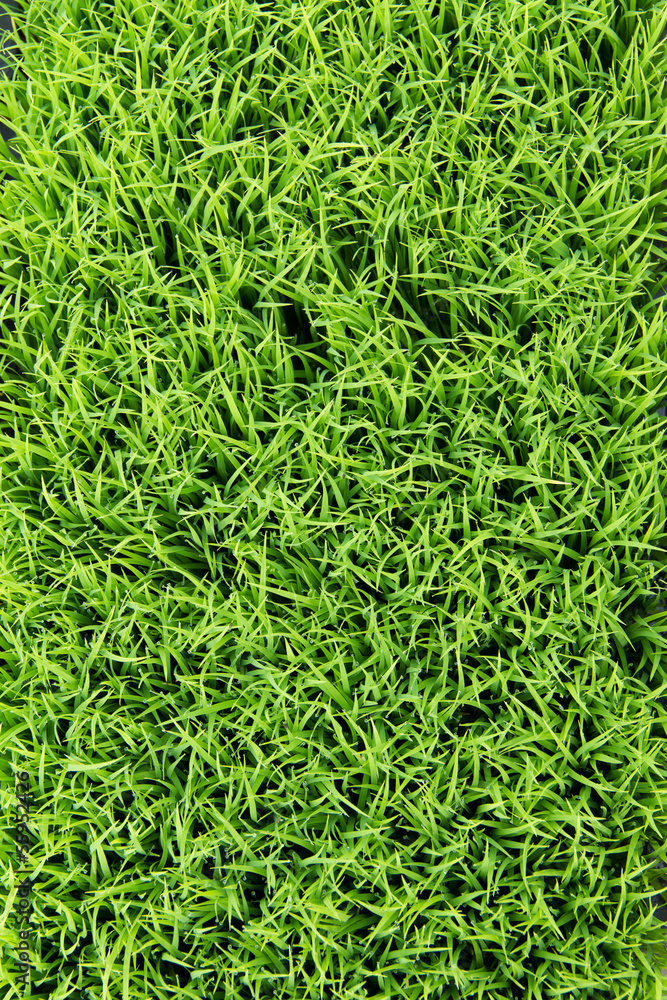 rice sprouts rice sprouts