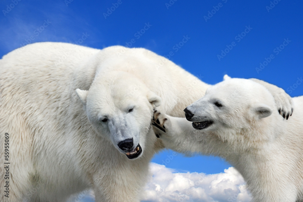 Naklejka Young polar bear playing with his mother
