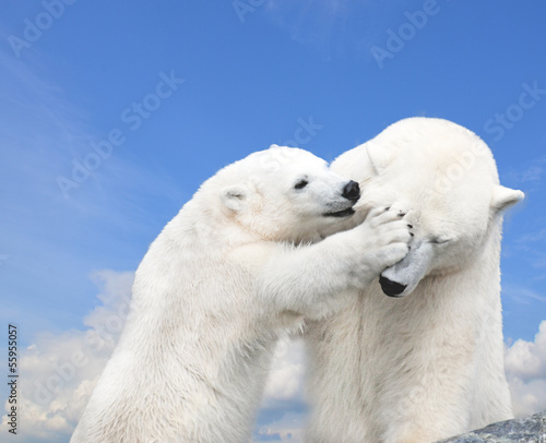 Young cute polar bear playing with his mother