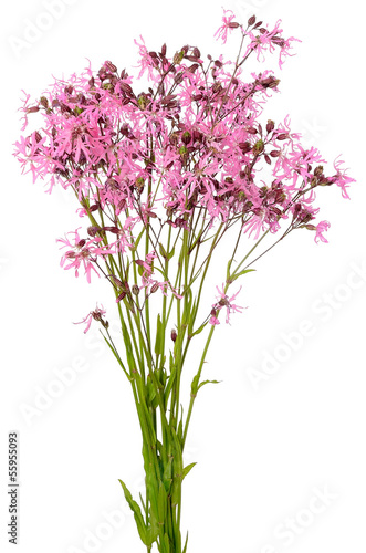 Coronaria flos-cuculi flowers