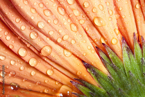 Fototapeta Naklejka Na Ścianę i Meble -  Closeup on gerbera daisy flower with water drops