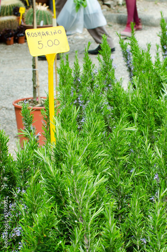 Rosemary plant for sale with price tag photo