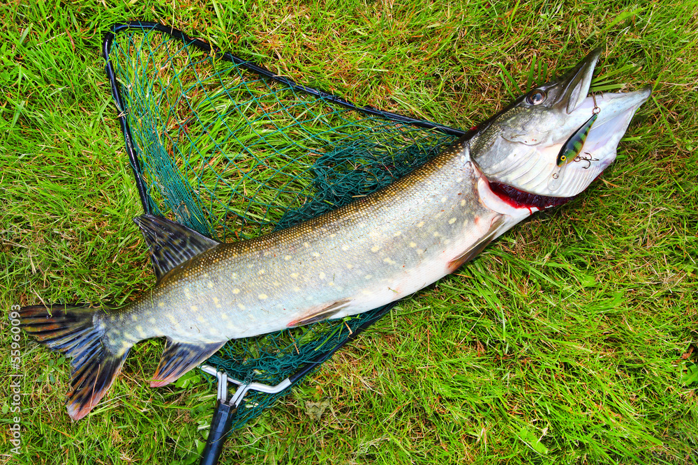 Big Northern Pike (Esox lucius) on a landing net. Stock Photo