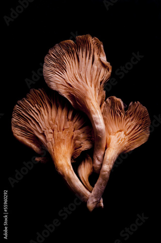 Still Life: Mushroom photo