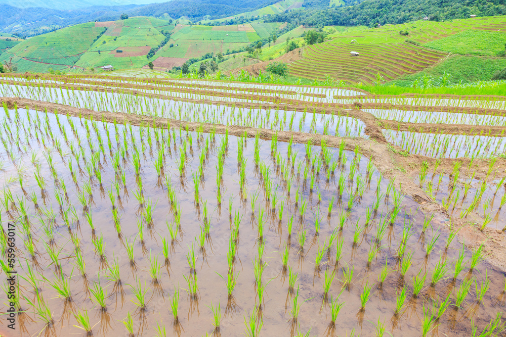 Fototapeta premium grow rice on top of mountain at chiangmai thailand